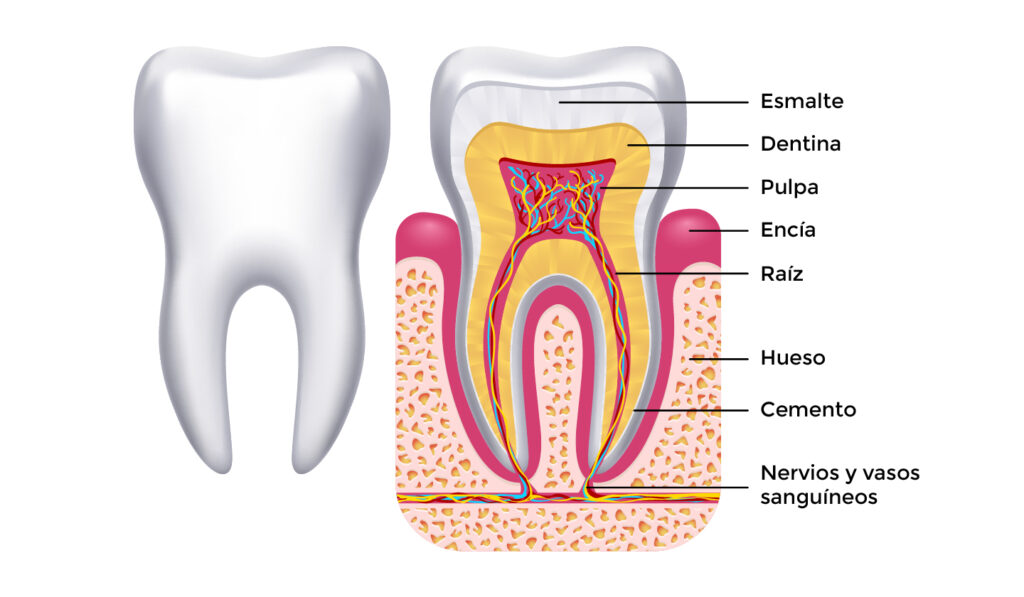 ¿Cómo se hace una endodoncia? - Pasos y recomendaciones